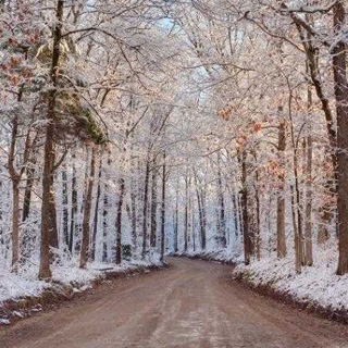 Winter scene of snowy Arkansas trees and trail