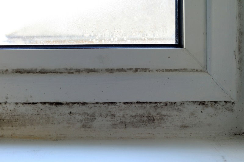 Mold growth on an indoor window frame.